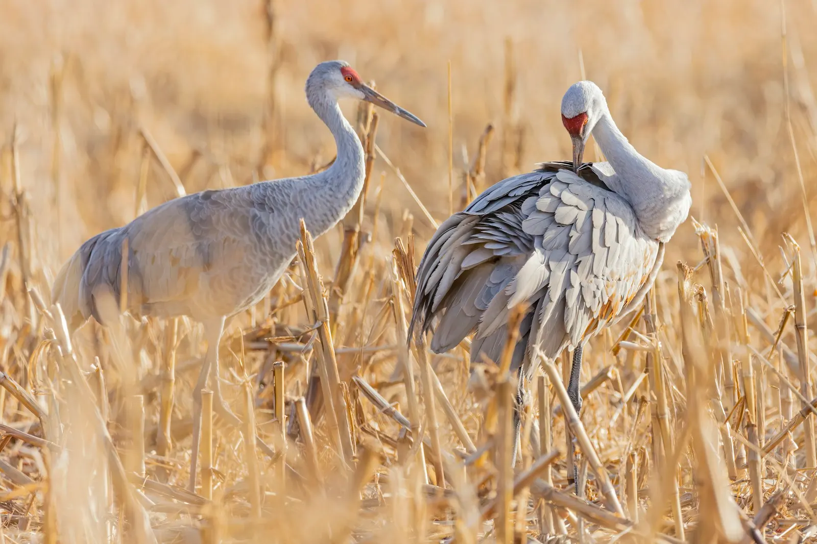 Pair of sandhill cranes in golden grass