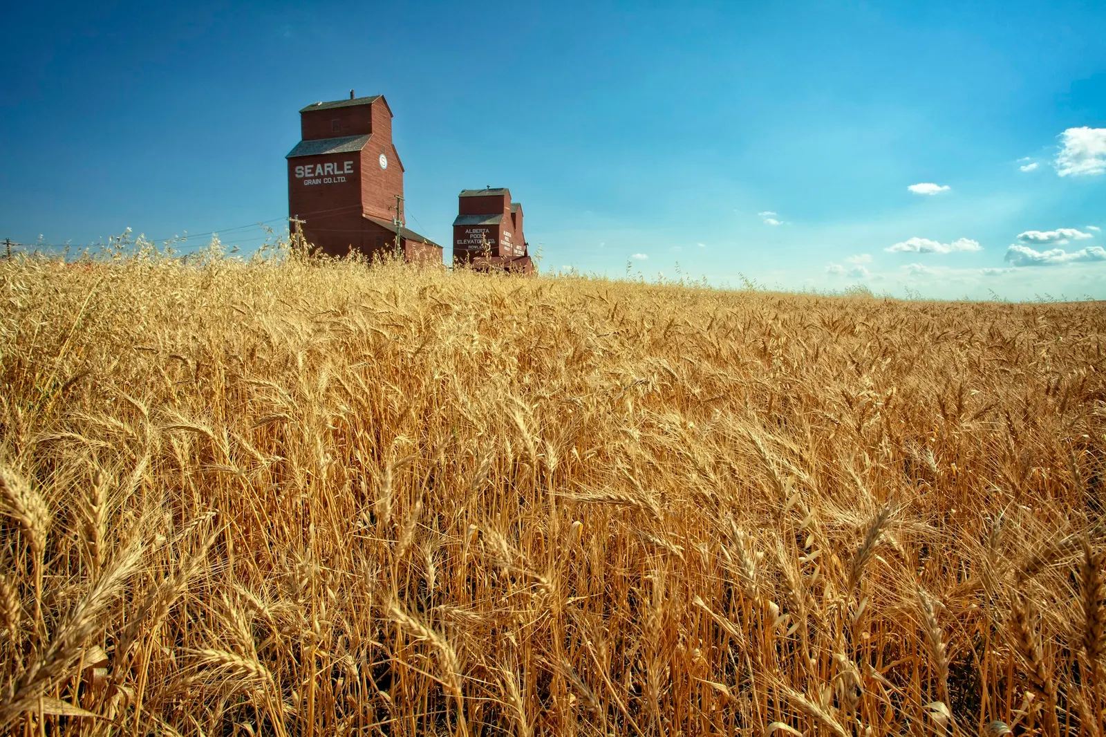 Grain elevators beyond a ripe wheat field