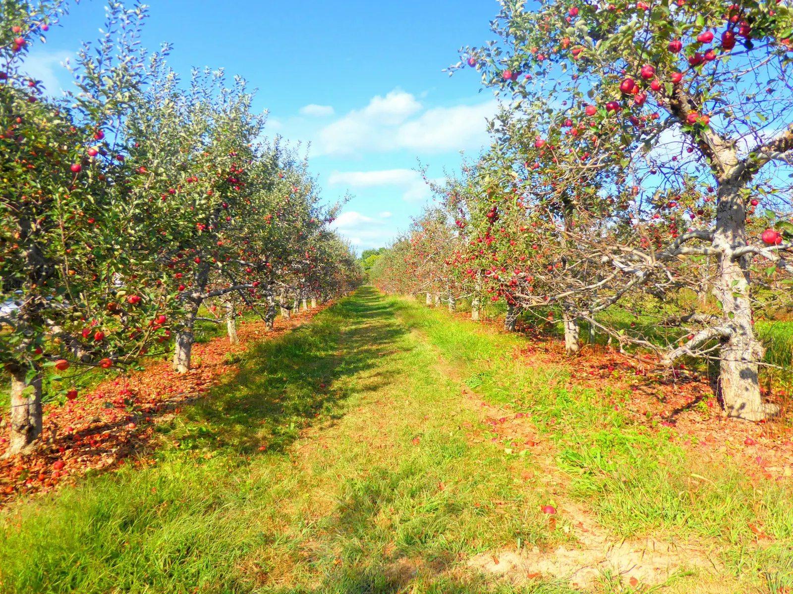 Rows of apple trees in an orchard