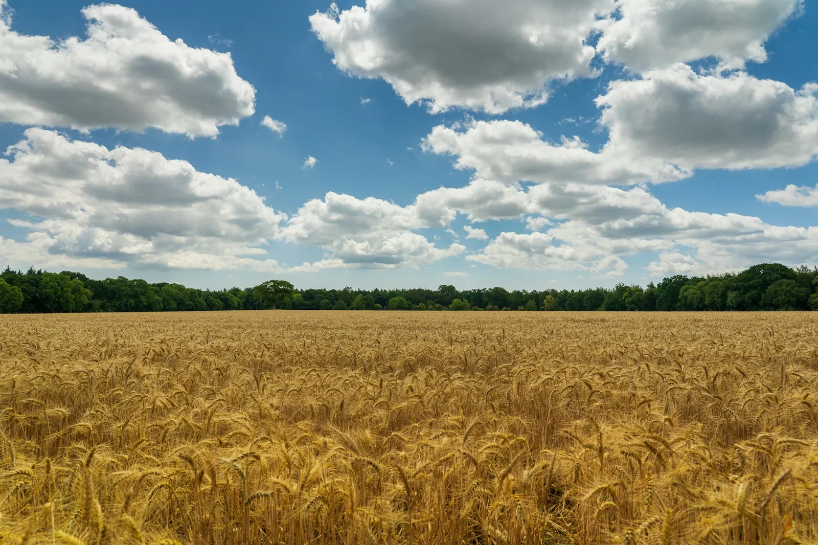 Wheat field under a blue sky with white clouds